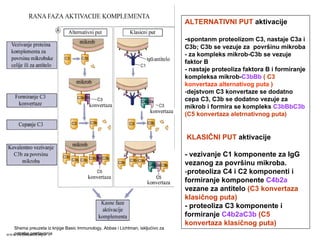 ALTERNATIVNI PUT aktivacije
-spontanm proteolizom C3, nastaje C3a i
C3b; C3b se vezuje za površinu mikroba
- za kompleks mikrob-C3b se vezuje
faktor B
- nastaje proteoliza faktora B i formiranje
kompleksa mikrob-C3bBb ( C3
konvertaza alternativog puta )
-dejstvom C3 konvertaze se dodatno
cepa C3, C3b se dodatno vezuje za
mikrob i formira se kompleks C3bBbC3b
(C5 konvertaza aletrnativnog puta)
KLASIČNI PUT aktivacije
- vezivanje C1 komponente za IgG
vezanog za površinu mikroba.
-proteoliza C4 i C2 komponenti i
formiranje komponente C4b2a
vezane za antitelo (C3 konvertaza
klasičnog puta)
- proteoliza C3 komponente i
formiranje C4b2aC3b (C5
konvertaza klasičnog puta)
Shema preuzeta iz knjige Basic Immunology, Abbas i Lichtman, iskljućivo za
potrebe predavanjawww.belimantil.info
 