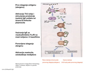 Prvo izlaganje antigenu
(alergenu)
Aktivacija Th2 ćelija i
stimulacija produkcije
(switch( IgE antitela od
strane B limfocita-
plazmocita
Vezivanje IgE za
visokoafinitetne FcεRI na
mast ćelijama i li bazofilima
Ponovljena izlaganja
alergenu
Aktivacija mastocita,
oslobađanje medijatora
Rana reakcija (minuti posle Kasna reakcija
ponovnog izlaganja alergenu) (6-24 sati posle ponovnog izlaganja)
Shema preuzeta iz knjige Basic Immunology,
Abbas i Lichtman, isključivo za potrebe
predavanja
www.belimantil.info
 