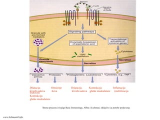 Dilatacija Oštećenje Dilatacija Kontrakcija Inflamacija
krvnih sudova tkiva krvnih sudova glatke muskulature (mobilizacija
leukocita
Kontrakcija
glatke muskulature
Shema preuzeta iz knjige Basic Immunology, Abbas i Lichtman, isključivo za potrebe predavanja
www.belimantil.info
 