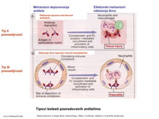 Oštećenje izazvano anti-tkivnim
antitelima
Oštećenje tkiva izazvano imunim kompleksima
Mehanizmi deponovanja
antitela
Efektorski mehanizmi
oštećenja tkiva
Tipovi bolesti posredovanih antitelima
Shema preuzeta iz knjige Basic Immunology, Abbas i Lichtman, isključivo za potrebe predavanja
Tip II
preosetljivosti
Tip III
preosetljivosti
www.belimantil.info
 