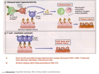 Shema preuzeta iz knjige Basic Immunology, Abbas i Lichtman, isključivo za potrebe predavanja
A. Kasni tip (IV) preosetljivosti gde oštećenje tkiva nastaje aktivacijom CD4+ i CD8+ T ćelija koje
zatim aktiviraju makrofage i inflamatorne ćelije
B. Direktno ubijanje ciljnih ćelija posredstvom CD8+ CTL
www.belimantil.info
 