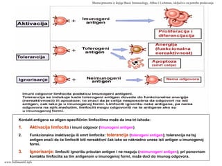Kontakt antigena sa atigen-specifičnim limfocitima može da ima tri ishoda:
1. Aktivacija limfocita i imuni odgovor (Imunogeni antigen)
2. Funkcionalna inaktivacija ili smrt limfocita: tolerancija (tolerogeni antigen); tolerancija na taj
antigen znači da će limfociti biti nereaktivni čak iako se naknadno unese isti antigen u imunogenoj
formi.
3. Ignorisanje: limfociti ignorišu prisutan antigen i ne reaguju (neimunogeni antigen); pri ponovnom
kontaktu limfociita sa tim antigenom u imunogenoj formi, može doći do imunog odgovora.
Shema preuzeta iz knjige Basic Immunology, Abbas i Lichtman, isključivo za potrebe predavanja
www.belimantil.info
 