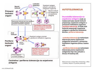 AUTOTOLERANCIJA
Imunološka tolerancija na
sopstvene antigene može se
indukovati kada nezreli limfociti
prepoznaju sopstvene antigene u
primarnim limfoidnim organima:
centralna tolerancija, ili kada zreli
limfociti prepoznaju sopstvene
antigene u perifernim limfoidnim
tkivima: periferna tolerancija.
-centralna tolerancija je mehanizam
tolerancije prema sopstvenim
antigenima prisutnim u primarnim
limfoidnim organima (timus, kostna
srž).
- periferna tolerancija je mehanizam
tolerancije prema sopstvenim
antigenima koji nisu prisutni u
timusu ili kostnoj srži.
Shema preuzeta iz knjige Basic Immunology, Abbas
i Lichtman, isključivo za potrebe predavanja
www.belimantil.info
 