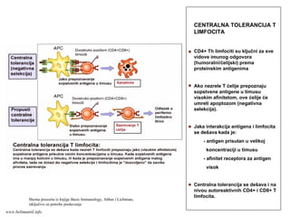 CENTRALNA TOLERANCIJA T
LIMFOCITA
CD4+ Th limfociti su ključni za sve
vidove imunog odgovora
(humoralni/ćelijski) prema
proteinskim antigenima
Ako nezrele T ćelije prepoznaju
sopstvene antigene u timusu
visokim afinitetom, ove ćelije će
umreti apoptozom (negativna
selekcija).
Jaka interakcija antigena i limfocita
se dešava kada je:
- antigen prisutan u velikoj
koncentraciji u timusu
- afinitet receptora za antigen
visok
Centralna tolerancija se dešava i na
nivou autoreaktivnih CD4+ i CD8+ T
limfocita.
Shema preuzeta iz knjige Basic Immunology, Abbas i Lichtman,
isključivo za potrebe predavanja
www.belimantil.info
 