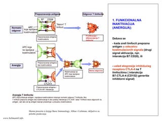 1. FUNKCIONALNA
INAKTIVACIJA
(ANERGIJA):
Dešava se
- kada zreli limfocit prepozna
antigen u odsustvu
kostimulacionih signala (drugi
signal aktivacije, npr.
interakcija B7:CD28), ili
- usled ekspresije inhibišućeg
receptora CTLA-4 na T
limfocitima ( interakcija
B7:CTLA-4 (CD152) generiše
inhibtorni signal)
Shema preuzeta iz knjige Basic Immunology, Abbas i Lichtman, isključivo za
potrebe predavanja
www.belimantil.info
 