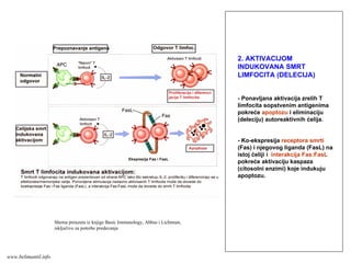 2. AKTIVACIJOM
INDUKOVANA SMRT
LIMFOCITA (DELECIJA)
- Ponavljana aktivacija zrelih T
limfocita sopstvenim antigenima
pokreće apoptozu i eliminaciju
(deleciju) autoreaktivnih ćelija.
- Ko-ekspresija receptora smrti
(Fas) i njegovog liganda (FasL) na
istoj ćeliji i interakcija Fas:FasL
pokreće aktivaciju kaspaza
(citosolni enzimi) koje indukuju
apoptozu.
Shema preuzeta iz knjige Basic Immunology, Abbas i Lichtman,
isključivo za potrebe predavanja
www.belimantil.info
 