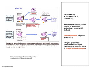 CENTRALNA
TOLERANCIJA B
LIMFOCITA
Kada nezreli B limfocit snažno
reaguje sa sopstvenim
antigenima u kosnoj srži B
limfociti
-umiru apoptozom (negativna
selekcija), ili
-Menjaju specifičnost
receptora reaktivisanjem
rekombinacije gena za L lance
Ig (reprogramiranje receptora)
Shema preuzeta iz knjige Basic Immunology, Abbas i
Lichtman, isključivo za potrebe predavanja
www.belimantil.info
 