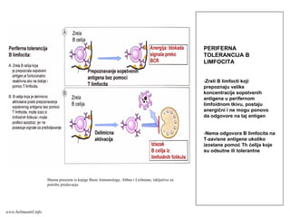 PERIFERNA
TOLERANCIJA B
LIMFOCITA
-Zreli B limfocti koji
prepoznaju velike
koncentracije sopstvenih
antigena u perifernom
limfoidnom tkivu, postaju
anergični i ne mogu ponovo
da odgovore na taj antigen
-Nema odgovora B limfocita na
T-zavisne antigene ukoliko
izostane pomoć Th ćelija koje
su odsutne ili tolerantne
Shema preuzeta iz knjige Basic Immunology, Abbas i Lichtman, isključivo za
potrebe predavanja
www.belimantil.info
 