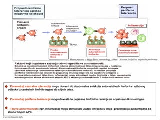 Poremećaji centralne tolerancije mogu dovesti do abnormalne selekcije autoreaktivnih limfocita i njihovog
odlaska iz centralnih limfnih organa do ciljnih tkiva.
Poremećaji periferne tolerancije mogu dovesti do pojačane limfoidne reakcije na sopstveno tkivo-antigen.
Tkivne abnormalnosti (npr. inflamacija) mogu stimulisati ulazak limfocita u tkiva i prezentaciju autoantigena od
strane tkivnih APC.
Shema preuzeta iz knjige Basic Immunology, Abbas i Lichtman, isključivo za potrebe predavanja
www.belimantil.info
 