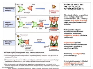 INFEKCIJE MOGU BITI
FAKTOR RAZVOJA
AUTOIMUNE BOLESTI:
-Stimulacija lokalne nespecifične
imune reakcije, ekspresija
kostimulatora na APC, sekrecija
citokina: drugi signal aktivacije,
prekid anergije autoreaktivnih T
limfocita;
-Neki peptidni antigeni
mikroorganizama su slični
sopstvenim antigenima:
molekulska mimikrija (ukrštena
reaktivnost);
-Superantigeni porekla
mikroorganizama (oligoklonska
stimulacija T limfocita sa
identičnim VβTCR);
-Formiranje neoantigena kod
virusnih infekcija;
-Oštećenja tkiva usled infekcije i
oslobađanje sekvestriranih
antigena (npr., oko, testis).
Shema preuzeta iz knjige Basic Immunology, Abbas i Lichtman, isključivo za potrebe predavanja
www.belimantil.info
 