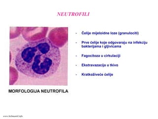 - Ćelije mijeloidne loze (granulociti)
- Prve ćelije koje odgovaraju na infekciju
bakterijama i gljivicama
- Fagocitoza u cirkulaciji
- Ekstravazacija u tkivo
- Kratkoživeće ćelije
NEUTROFILI
www.belimantil.info
 