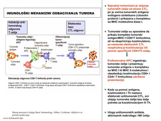 Najvažnji mehanizam je ubijanje
tumorskih ćelija od strane CTL,
jer je većina tumorskih antigena
endogeno sintetisana (citosolni
proteini) i prikazana u kompleksu
sa MHC molekulima klase I.
Tumorske ćelije su sposobne da
prikažu kompleks tumorski
antigen/MHC I CD8+T limfocitima,
ali ne eksprimiraju kostimulatore;
za nastanak efektorskih CTL
neophodna je kostimulacija i/ili
pomoć specifičnih CD4+Th ćelija.
Profesionalne APC ingestiraju
tumorske ćelije i prezentuju
tumorske antigene u kompleksu
sa MHC I ili MHC II molekulima i
obezbeđuju kostimulaciju CD8+ i
CD4+ T limfocitima (ukrštena
prezentacija)
Kada uz pomoć antigena,
kostimulatora i Th nastanu
efektorski antitumorski CTL, oni
ubijaju tumorske ćelije bez dalje
potrebe za koostimulacijom ili Th.
Uloga antitumorskih antitela,
aktivisanih makrofaga i NK ćelija
IMUNOLOŠKI MEHANIZMI ODBACIVANJA TUMORA
Shema preuzeta iz knjige Basic Immunology, Abbas i Lichtman, isključivo za
potrebe predavanja
www.belimantil.info
 