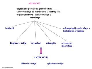 MONOCITI
subpopulacije makrofaga u
limfoidnim organima
histiociti
osteoklastiKupferove ćelije mikroglia alveolarne
makrofage
AKTIVACIJA
džinovske ćelije epiteloidne ćelije
-Zajedničko poreklo sa granulocitima
-Diferentovanje od monoblasta u kostnoj srži
-Migracija u tkivo i transformacija u
makrofage
www.belimantil.info
 