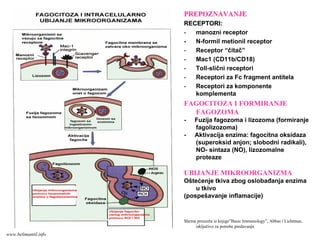 PREPOZNAVANJEPREPOZNAVANJE
RECEPTORI:RECEPTORI:
- manozni receptor
- N-formil metionil receptor
- Receptor “čitač”
- Mac1 (CD11b/CD18)
- Toll-slični receptori
- Receptori za Fc fragment antitela
- Receptori za komponente
komplementa
FAGOCITOZA I FORMIRANJE
FAGOZOMA
- Fuzija fagozoma i lizozoma (formiranje
fagolizozoma)
- Aktivacija enzima: fagocitna oksidaza
(superoksid anjon; slobodni radikali),
NO- sintaza (NO), lizozomalne
proteaze
UBIJANJE MIKROORGANIZMA
Oštećenje tkiva zbog oslobađanja enzima
u tkivo
(pospešavanje inflamacije)
Shema preuzeta iz knjige”Basic Immunology”, Abbas i Lichtman,
isključivo za potrebe predavanja
www.belimantil.info
 