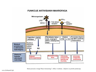 Shema preuzeta iz knjige”Basic Immunology”, Abbas i Lichtman, isključivo za potrebe predavanja
www.belimantil.info
 