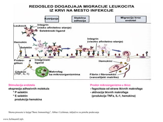 Stimulacija endotela Prodor mikroorganizma u tkivo
ekspresija adhezivnih molekula - fagocitoza od strane tkivnih makrofaga
* P selektin - aktivacija tkivnih makrofaga
* E selektin (produkcija TNFa, IL-1, hemokina)
produkcija hemokina
Shema preuzeta iz knjige”Basic Immunology”, Abbas i Lichtman, isključivo za potrebe predavanja
www.belimantil.info
 