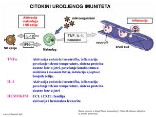 TNFα Aktivacija endotela i neutrofila, inflamacija
povećanje telesne temperature, sinteza proteina
akutne faze u jetri, povećanje katabolizma u
mišićima i masnom tkivu, indukcija apoptoze
brojnih ćelija.
IL-1 Aktivacija endotela i neutrofila, inflamacija
povećanje telesne temperature, sinteza proteina
akutne faze u jetri
HEMOKINI CCL i CXCL familija
aktivacija i hemotaksa leukocita
Shema preuzeta iz knjige”Basic Immunology”, Abbas i Lichtman, isključivo
za potrebe predavanjawww.belimantil.info
 