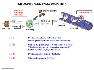 IL-6 Proliferacija efektorskih B limfocita,
sinteza proteina akutne faze u jetri, inflamacija
IL-12 Stimulacija produkcije IFN-γ od strane NK ćelija i
T limfocita, povećanje citotoksične aktivnosti T
limfocita, diferencijacija Th1 ćelija
IL-15 Proliferacija NK ćelija i T limfocita
IL-18 Stimulacija produkcije IFN-γ
www.belimantil.info
 