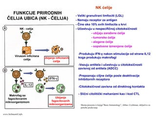 - Veliki granulirani limfociti (LGL)
- Nemaju receptor za antigen
- Čine oko 10% svih limfocita u krvi
- Učestvuju u nespecifičnoj citotoksičnosti
- ubijaju zaražene ćelije
- tumorske ćelije
- alogene ćelije
- sopstvene izmenjene ćelije
NK ćelije
Shema preuzeta iz knjige”Basic Immunology”, Abbas i Lichtman, isključivo za
potrebe predavanja
-Produkuju IFN-γ nakon stimulacije od strane IL12
koga produkuju makrofagi
-Vezuju antitela i učestvuju u citotoksičnosti
zavisnoj od antitela (ADCC)
-Prepoznaju ciljne ćelije posle deaktivacije
inhibitornih receptora
-Citotoksičnost zavisna od direktnog kontakta
- Slični citolitički mehanizmi kao i kod CTL
www.belimantil.info
 