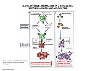 Shema preuzeta iz knjige”Basic Immunology”,
Abbas i Lichtman, isključivo za potrebe
predavanja
www.belimantil.info
 