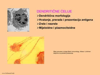 DENDRITIČNE ĆELIJE
Dendritična morfologija
Hvatanje, prerada i prezentacija antigena
Zrele i nezrele
Mijeloidne i plazmocitoidne
Slike preuzete iz knjige Basic Immunology, Abbas i Lichtman
isključivo za potrebe predavanja
www.belimantil.info
 
