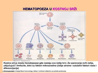 HEMATOPOEZA UHEMATOPOEZA U KOSTNOJ SRKOSTNOJ SRŽŽII
Kostna srž je mesto hematopoeze gde nastaju sve ćelije krvi. Za sazrevanje ovih ćelija,
uključujući i limfocite, bitni su faktori mikrosredine (ćelije strome i solubilni faktori rasta i
diferencijacije)
Shema preuzeta iz knjoge Basic Immunology, Abbas i Lichtman isključivo za potrebe predavanjawww.belimantil.info
 