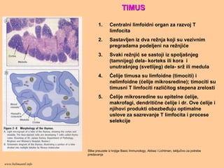 TIMUSTIMUS
1. Centralni limfoidni organ za razvoj T
limfocita
2. Sastavljen iz dva režnja koji su vezivnim
pregradama podeljeni na režnjiće
3. Svaki režnjić se sastoji iz spoljašnjeg
(tamnijeg) dela- korteks ili kora i
unutrašnjeg (svetlijeg) dela- srž ili medula
4. Ćelije timusa su limfoidne (timociti) i
nelimfoidne (ćelije mikrosredine); timociti su
timusni T limfociti različitog stepena zrelosti
5. Ćelije mikrosredine su epitelne ćelije,
makrofagi, dendritične ćelije i dr. Ove ćelije i
njihovi produkti obezbeđuju optimalne
uslove za sazrevanje T limfocita i procese
selekcije
Slike preuzete iz knjige Basic Immunology, Abbas i Lichtman, isključivo za potrebe
predavanja
www.belimantil.info
 
