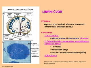 LIMFNILIMFNI ČČVORVOR
STROMA:
kapsula, krvni sudovi, aferentni, eferentni i
intranodalni limfatički sudovi
PARENHIM:
1. K o r t e k s:
- folikuli primarni i sekundarni (B zone)
2. Duboki korteks, parakorteks, parafolikularni
korteks (T zone):
- T limfociti
- dendritične ćelije
- venule sa visokim endotelom (HEV)
3. M e d u l a
Slike preuzete iz knjige Basic Immunology, Abbas i Lichtman, isključivo za
potrebe predavanja
www.belimantil.info
 