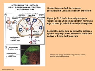 Limfociti ulaze u limfni čvor preko
postkapilarnih venula sa visokim endotelom
Migracija T i B limfocita u odgovarajuće
regione je pod uticajem specifičnih hemokina
koje produkuju nelimfoidne ćelije tih regiona
Dendritične ćelije koje su prihvatile antigen u
epitelu, migriraju preko aferentnih limfatičnih
sudova u T zone limfnog čvora
Slike preuzete iz knjige Basic Immunology, Abbas i Lichtman,
isključivo za potrebe predavanja
www.belimantil.info
 