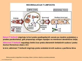 Naivni T limfociti migriraju iz krvi preko postkapilarnih venula sa visokim endotelom u
predeo parakorteksa, gde prepoznaju antigen ispoljen na membrani dendritične ćelije;
Aktivirani T limfociti napuštaju limfni čvor preko eferentnih limfatičnih sudova i preko
ductus thoracicus ulaze u krv
Iz krvi, aktivirani T limfociti migriraju preko endotela krvnih sudova u periferna tkiva
Shema preuzeta iz knjige Basic Immunology, Abbas i Lichtman, isključivo za potrebe predavanja
www.belimantil.info
 