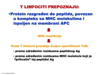 T LIMFOCITI PREPOZNAJU:
•Protein razgrađen do peptida, povezan
u kompleks sa MHC molekulima i
ispoljen na membrani APC
MHC restrikcija
Svaki T limfocit poseduje dvojnu specifičnost TcR:
- prema određenim reziduama peptidnog Ag
- prema određenim reziduama MHC molekula koji je
“prihvatio” taj peptidni Ag
www.belimantil.info
 
