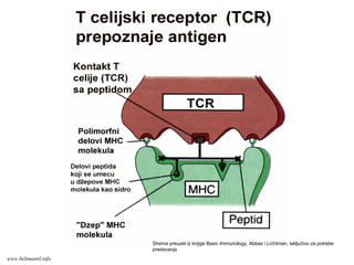Shema preuzet iz knjige Basic Immunology, Abbas i Lichtman, isključivo za potrebe
predavanja
www.belimantil.info
 
