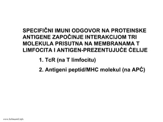 ANTIGENI
SPECIFIČNI IMUNI ODGOVOR NA PROTEINSKE
ANTIGENE ZAPOČINJE INTERAKCIJOM TRI
MOLEKULA PRISUTNA NA MEMBRANAMA T
LIMFOCITA I ANTIGEN-PREZENTUJUĆE ĆELIJE
1. TcR (na T limfocitu)
2. Antigeni peptid/MHC molekul (na APĆ)
www.belimantil.info
 