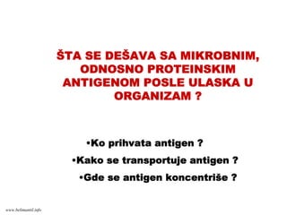 ŠTA SE DEŠAVA SA MIKROBNIM,
ODNOSNO PROTEINSKIM
ANTIGENOM POSLE ULASKA U
ORGANIZAM ?
•Ko prihvata antigen ?
•Kako se transportuje antigen ?
•Gde se antigen koncentriše ?
www.belimantil.info
 