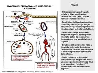 PRIMER
- Mikroorganizam prodire preko
epitela; u tkivu ga prihvataju
dendritične ćelije (APC) koje se
normalno nalaze u tkivima.
- Dendritična ćelija prihvata antigen
putem fagocitoze (ako je antigen
ćelija-mikroorganizam) ili pinocitoze
(ako je antigen slobodan, solubilan).
- Dendritična ćelija “natovarena”
antigenom napušta epitel i putem
limfotoka odlazi do regionalnog
limfnog čvora gde se odvija imuni
odgovor.
- Solubilne antigene koji se nađu u
limfotoku prihvataju dendritične
ćelije limfnih čvorova, dok antigene
iz krvotoka prihvataju dendritične
ćelije slezine.
- Svrha opisanog prihvatanja i
transportovanja antigena od mesta
ulaska do perifernog limfnoog tkiva
je da se antigen “predstavi” T
limfocitima i time započne imuni
odgovor
Shema preuzeta iz knjige Basic Immunology, Abbas i Lichtman, isključivo za
potrebe predavanja
www.belimantil.info
 