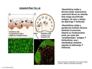 •Dendritične ćelije u
tkivima (koži, sluznicama,
vezivnom tkivu) su nezrele.
One mogu da prihvate
antigen, ali nisu u stanju
da aktiviraju T limfocite.
•Dendritične ćelije u
perifernim limfnim tkivima
(limfnim čvorovima,
slezini) su funkcionalno
zrele, jer osim što
“predstavljaju” antigen T
limfocitima, one i
obezbeđuju dodatne
signale za aktivaciju T
limfocita.
Shema preuzeta iz knjige Basic Immunology, Abbas i
Lichtman, isključivo za potrebe predavanja
www.belimantil.info
 