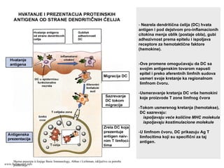 - Nezrela dendritična ćelija (DC) hvata
antigen i pod dejstvom pro-inflamacionih
citokina menja oblik (postaje obla), gubi
adhezivnost prema epitelu i ispoljava
receptore za hemotaktične faktore
(hemokine).
-Ove promene omogućavaju da DC sa
svojim antigenskim tovarom napusti
epitel i preko aferentnih limfnih sudova
usmeri svoje kretanje ka regionalnom
limfnom čvoru.
-Usmeravanje kretanja DC vrše hemokini
koje proizvode T zone limfnog čvora
-Tokom usmerenog kretanja (hemotakse),
DC sazrevaju:
ispoljavaju veće količine MHC molekula
ispoljavaju kostimulacione molekule
-U limfnom čvoru, DC prikazuju Ag T
limfocitima koji su specifični za taj
antigen.
Shema preuzeta iz knjige Basic Immunology, Abbas i Lichtman, isključivo za potrebe
predavanjawww.belimantil.info
 