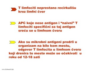 T limfociti neprestano recirkulišu
kroz limfni čvor
APC koje nose antigen i “naivni” T
limfociti specifični za taj antigen
sreću se u limfnom čvoru
Ako su mikrobni antigeni prodrli u
organizam na bilo kom mestu,
odgovor T limfocita u limfnom čvoru
koji drenira to mesto može se očekivati u
roku od 12-18 sati
www.belimantil.info
 