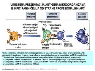 Ćeliju inficiranu intraćelijskim mikroorganizmom (npr. virusom) fagocituje profesionalna APĆ.
Antigeni virusa i sam virus se razgrađuju u fagocitu i prikazuju u kompleksu sa MHC molekulima
T limfocitima. Zavisno od načina prerade, razgrađeni virus ili njegovi antigeni se povezuju
u kompleks sa MHC molekulima I ili II klase. CD8+ T limfociti prepoznaju razgrađene antigene
u kompleksu sa MHC molekulima I klase, dok CD4+ T limfociti prepoznaju razgrađene antigene
u kompleksu sa MHC molekulima II klase.
Shema preuzeta iz knjige Basic Immunology, Abbas i Lichtman, isključivo za potrebe predavanjawww.belimantil.info
 
