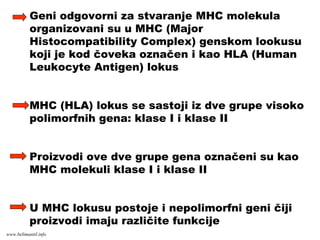 Geni odgovorni za stvaranje MHC molekula
organizovani su u MHC (Major
Histocompatibility Complex) genskom lookusu
koji je kod čoveka označen i kao HLA (Human
Leukocyte Antigen) lokus
MHC (HLA) lokus se sastoji iz dve grupe visoko
polimorfnih gena: klase I i klase II
Proizvodi ove dve grupe gena označeni su kao
MHC molekuli klase I i klase II
U MHC lokusu postoje i nepolimorfni geni čiji
proizvodi imaju različite funkcije
www.belimantil.info
 