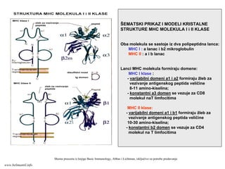 ŠEMATSKI PRIKAZ I MODELI KRISTALNE
STRUKTURE MHC MOLEKULA I i II KLASE
Oba molekula se sastoje iz dva polipeptidna lanca:
MHC I : a lanac i b2 mikroglobulin
MHC II : a i b lanac
Lanci MHC molekula formiraju domene:
MHC I klase :
- varijabilni domeni a1 i a2 formiraju žleb za
vezivanje antigenskog peptida veličine
8-11 amino-kiselina;
- konstantni a3 domen se vezuje za CD8
molekul naT limfocitima
MHC II klase:
- varijabilni domeni a1 i b1 formiraju žleb za
vezivanje antigenskog peptida veličine
10-30 amino-kiselina;
- konstantni b2 domen se vezuje za CD4
molekul na T limfocitima
Shema preuzeta iz knjige Basic Immunology, Abbas i Lichtman, isključivo za potrebe predavanja
www.belimantil.info
 