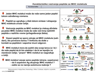 Jedan MHC molekul može da veže samo jedan peptid
tokom određenog vremena.
Peptidi se ugrađuju u žleb tokom sinteze i sklapanja
MHC molekula unutar ćelije.
Vezivanje peptida za MHC molekul je niskog afiniteta
pa jedan MHC molekul može da veže veći broj različitih
peptida u različito vreme (prilagođavanje žleba).
Vezani peptid se sporo odvaja od MHC molekula (sati-
dani), što povećava šansu T limfocitu da dođe u
kontakt sa peptidom i započne imuni odgovor.
MHC molekul mora da sadrži oba svoja lanca (a i b) i
da veže peptid da bi bio stabilan i da bi se ispoljio na
membrani ćelije; ’’prazni’’ MHC molekul se razgrađuje
u ćeliji.
MHC molekul vezuje samo peptide (strane, sopstvene)
- da li sopstveni Ag okupiraju MHC molekul ?
- zašto se ne razvija autoimuna reakcija ?
Shema preuzeta iz knjige Basic Immunology, Abbas i Lichtman, isključivo za potrebe
predavanjawww.belimantil.info
 