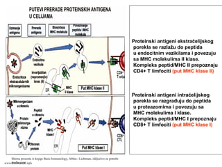 Proteinski antigeni ekstraćelijskog
porekla se razlažu do peptida
u endocitnim vezikilama i povezuju
sa MHC molekulima II klase.
Kompleks peptid/MHC II prepoznaju
CD4+ T limfociti (put MHC klase II)
Proteinski antigeni intraćelijskog
porekla se razgrađuju do peptida
u proteazomima i povezuju sa
MHC molekulima I klase.
Kompleks peptid/MHC I prepoznaju
CD8+ T limfociti (put MHC klase I)
Shema preuzeta iz knjige Basic Immunology, Abbas i Lichtman, isključivo za potrebe
predavanjawww.belimantil.info
 