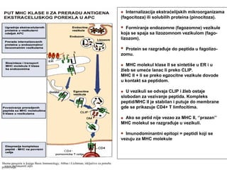 Internalizacija ekstraćelijskih mikroorganizama
(fagocitoza) ili solubilih proteina (pinocitoza).
Formiranje endozomne (fagozomne) vezikule
koja se spaja sa lizozomnom vezikulom (fago-
lizozom).
Protein se razgrađuje do peptida u fagolizo-
zomu.
MHC molekul klase II se sintetiše u ER i u
žleb se umeće lanac Ii preko CLIP.
MHC II + Ii se preko egzocitne vezikule dovode
u kontakt sa peptidom.
U vezikuli se odvaja CLIP i žleb ostaje
slobodan za vezivanje peptida. Kompleks
peptid/MHC II je stabilan i putuje do membrane
gde se prikazuje CD4+ T limfocitima.
Ako se petid nije vezao za MHC II, ‘’prazan’’
MHC molekul se razgrađuje u vezikuli.
Imunodominantni epitopi = peptidi koji se
vezuju za MHC molekule
Shema preuzeta iz knjige Basic Immunology, Abbas i Lichtman, isključivo za potrebe
predavanjawww.belimantil.info
 