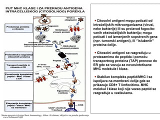 Citosolni antigeni mogu poticati od
intraćelijskih mikroorganizama (virusi,
neke bakterije) ili su proizvod fagocito-
vanih ekstraćelijskih bakterija; mogu
poticati i od izmenjenih sopstvenih gena
(npr. tumorski antigeni), ili ‘’isluženih’’
proteina ćelije.
Citosolni antigeni se razgrađuju u
proteazmima do peptida i pomoću
transportnog proteina (TAP) prenose do
ER gde se vezuju za novosintetisane
MHC molekule I klase.
Stabilan kompleks peptid/MHC I se
ispoljava na membrani ćelije gde se
prikazuje CD8+ T limfocitima. MHC
molekul I klase koji nije vezao peptid se
razgrađuje u vezikulama.
Shema preuzeta iz knjige Basic Immunology, Abbas i Lichtman, isključivo za potrebe predavanja
www.belimantil.info
 
