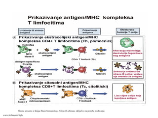 Shema preuzeta iz knjige Basic Immunology, Abbas i Lichtman, isključivo za potrebe predavanja
www.belimantil.info
 