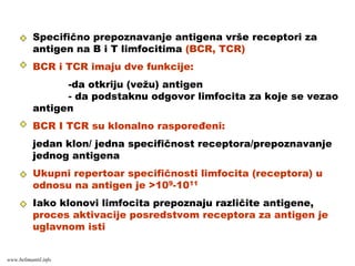 Specifično prepoznavanje antigena vrše receptori za
antigen na B i T limfocitima (BCR, TCR)
BCR i TCR imaju dve funkcije:
-da otkriju (vežu) antigen
- da podstaknu odgovor limfocita za koje se vezao
antigen
BCR I TCR su klonalno raspoređeni:
jedan klon/ jedna specifičnost receptora/prepoznavanje
jednog antigena
Ukupni repertoar specifičnosti limfocita (receptora) u
odnosu na antigen je >109-1011
Iako klonovi limfocita prepoznaju različite antigene,
proces aktivacije posredstvom receptora za antigen je
uglavnom isti
www.belimantil.info
 