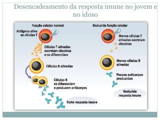 Desencadeamento da resposta imune no jovem e
no idoso
 