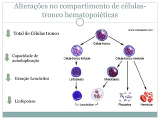 Alterações no compartimento de células-
tronco hematopoiéticas
Total de Células tronco
Capacidade de
autoduplicação
Geração Leucócitos
Linfopoiese
 