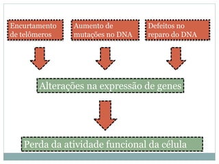 Encurtamento
de telômeros
Aumento de
mutações no DNA
Defeitos no
reparo do DNA
Alterações na expressão de genes
Perda da atividade funcional da célula
 